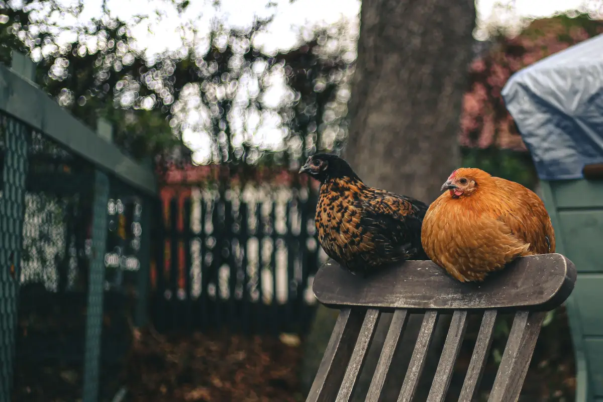 The 5-Step Permit Process Backyard Chicken Keepers Overlook