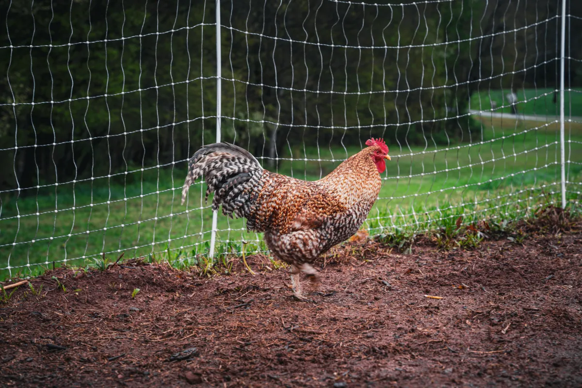 5 Things You Need to Know Before Installing Electric Poultry Netting