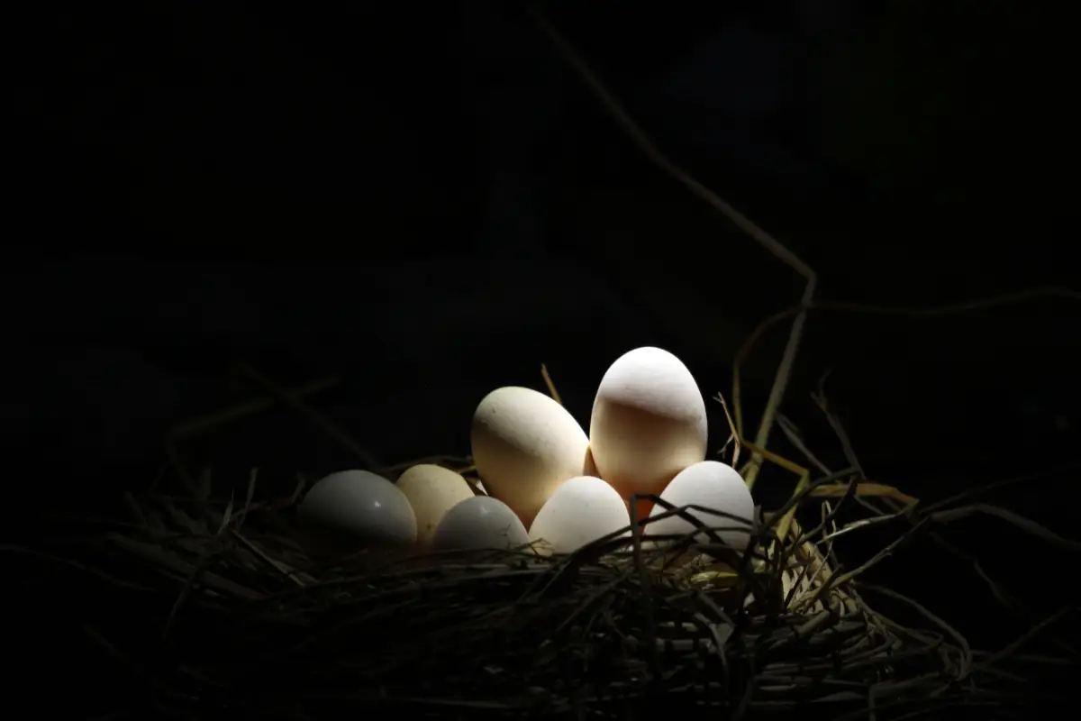 4 Candling Red Flags You're Ignoring That Risk Your Hatch