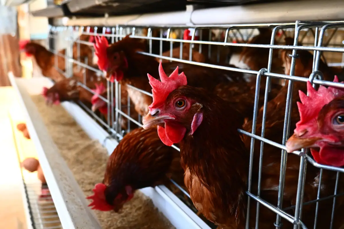 The 4 Chicken Feed Stages That Maximize Egg Quality