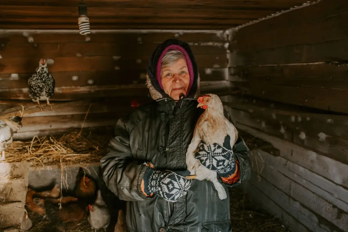 Frostbite in Chickens: The Winter Danger You Can't Ignore