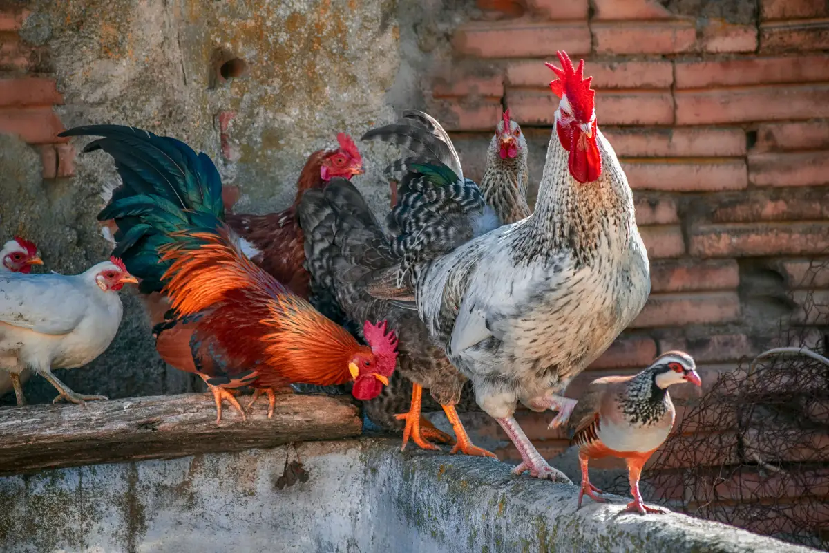 Guardian Animals for Chickens: What Works for Most Small Flocks