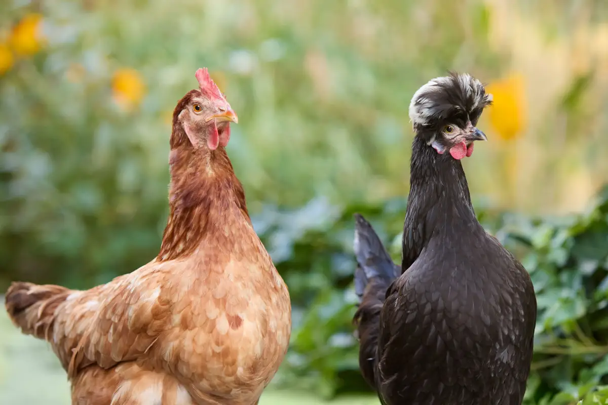 Heat, Frost, Molt: 3 Seasonal Threats to Chicken Health