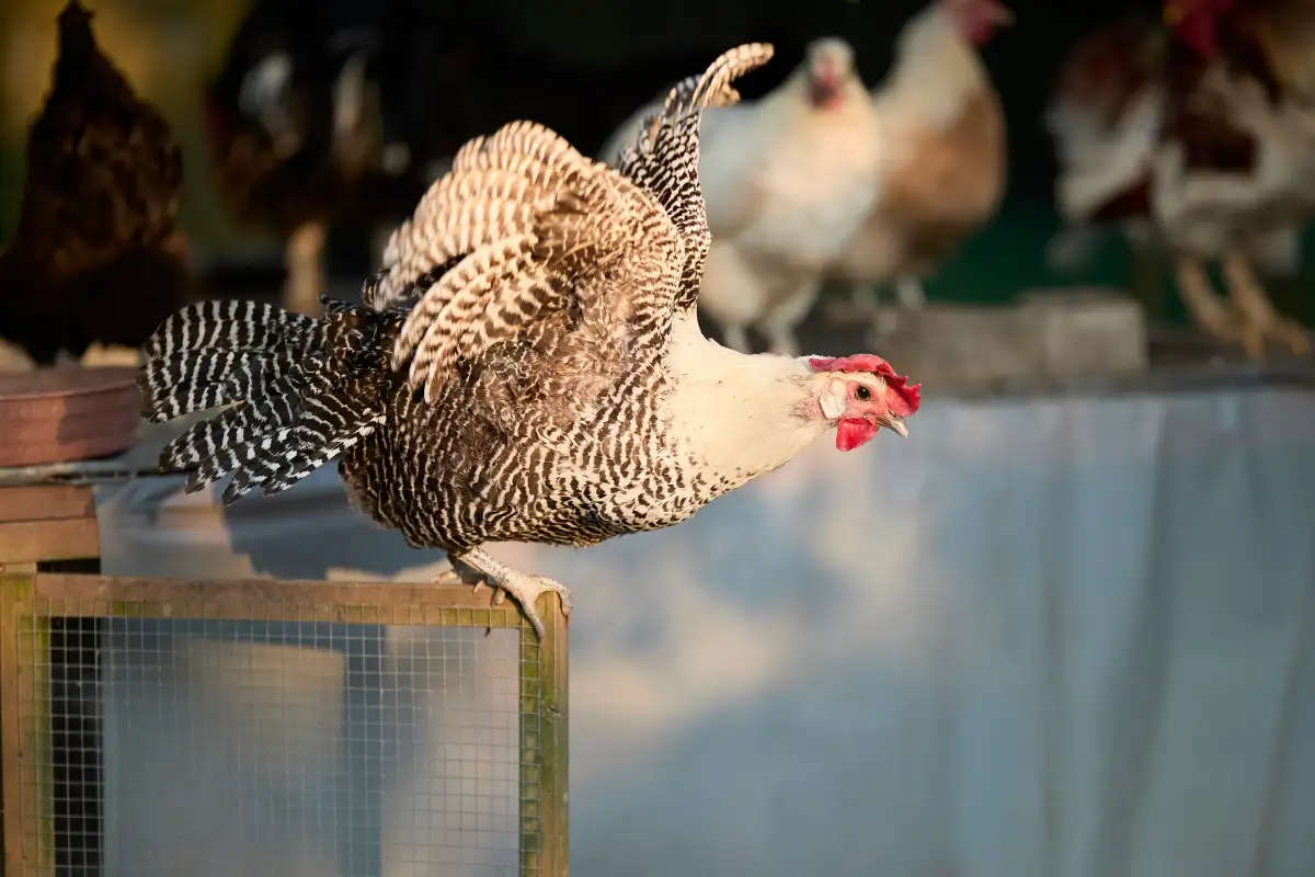 Hens Aren't Bullying Each Other, They're Negotiating Rank