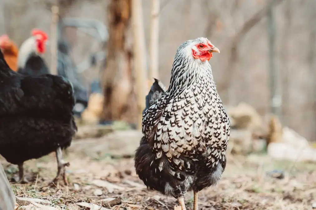 A Heritage Breed Can Work as a First Flock if You Expect Slower Laying