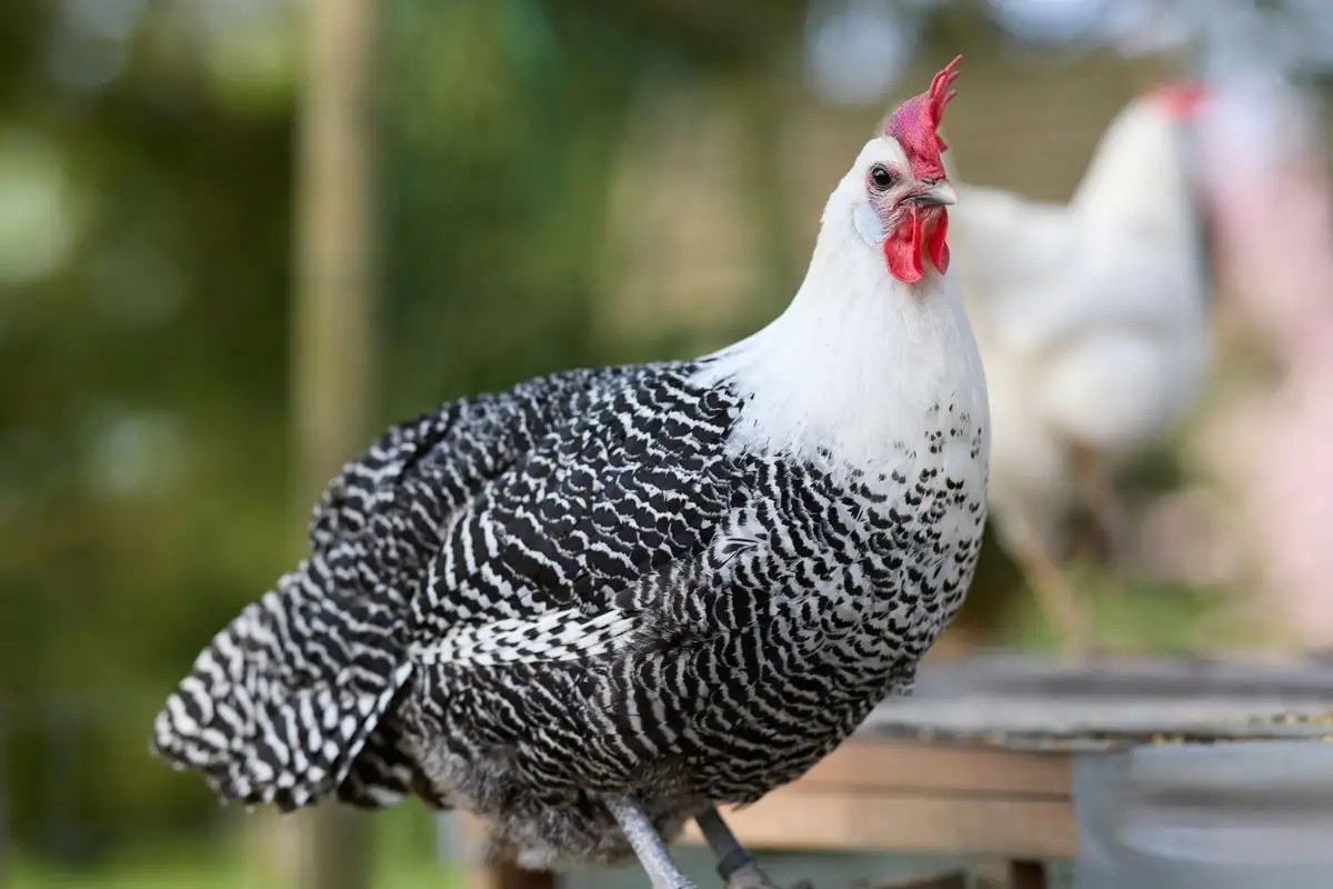 Heritage or Hybrid? Why the 'Best' Chicken Breed Depends on Your Goals
