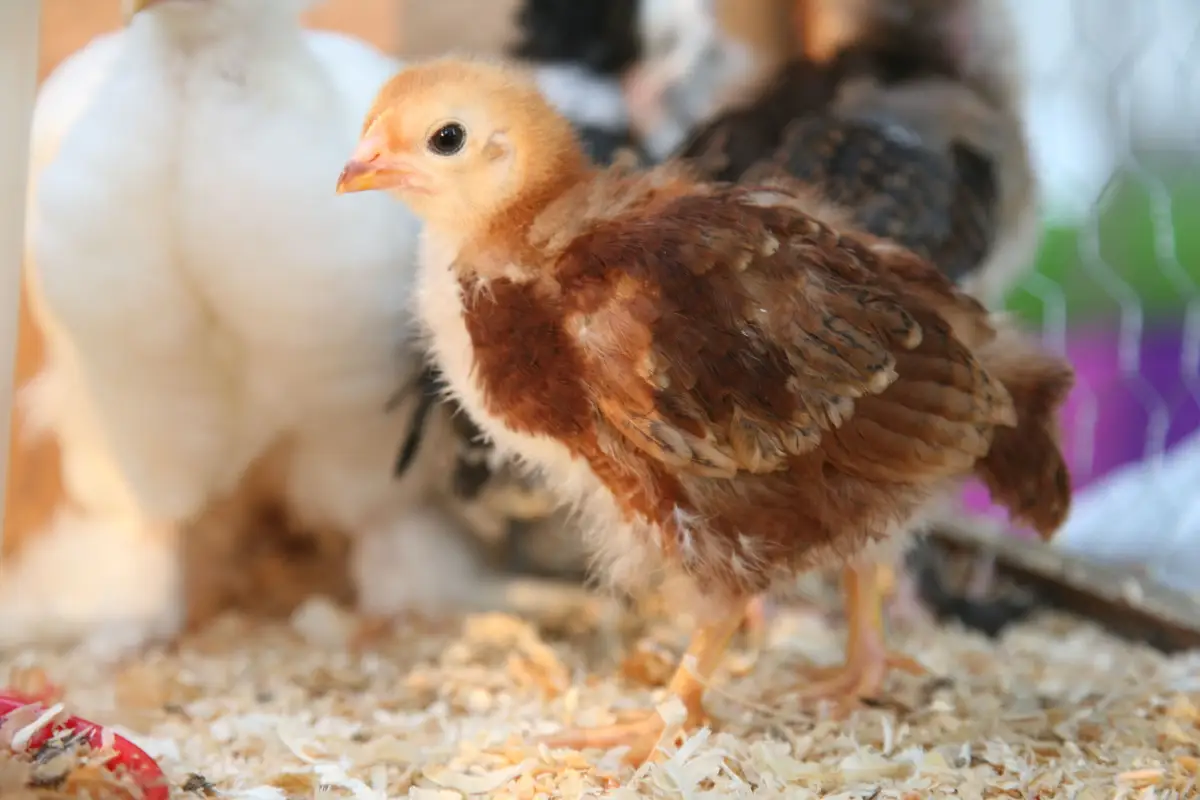The Hidden Cost of Skipping New Chicken Quarantine