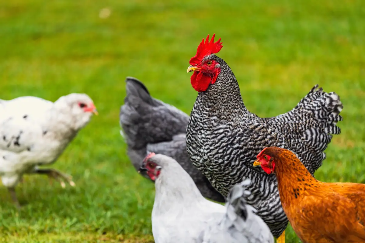The Hidden Language in HOA Covenants That Could Cost You Your Chickens