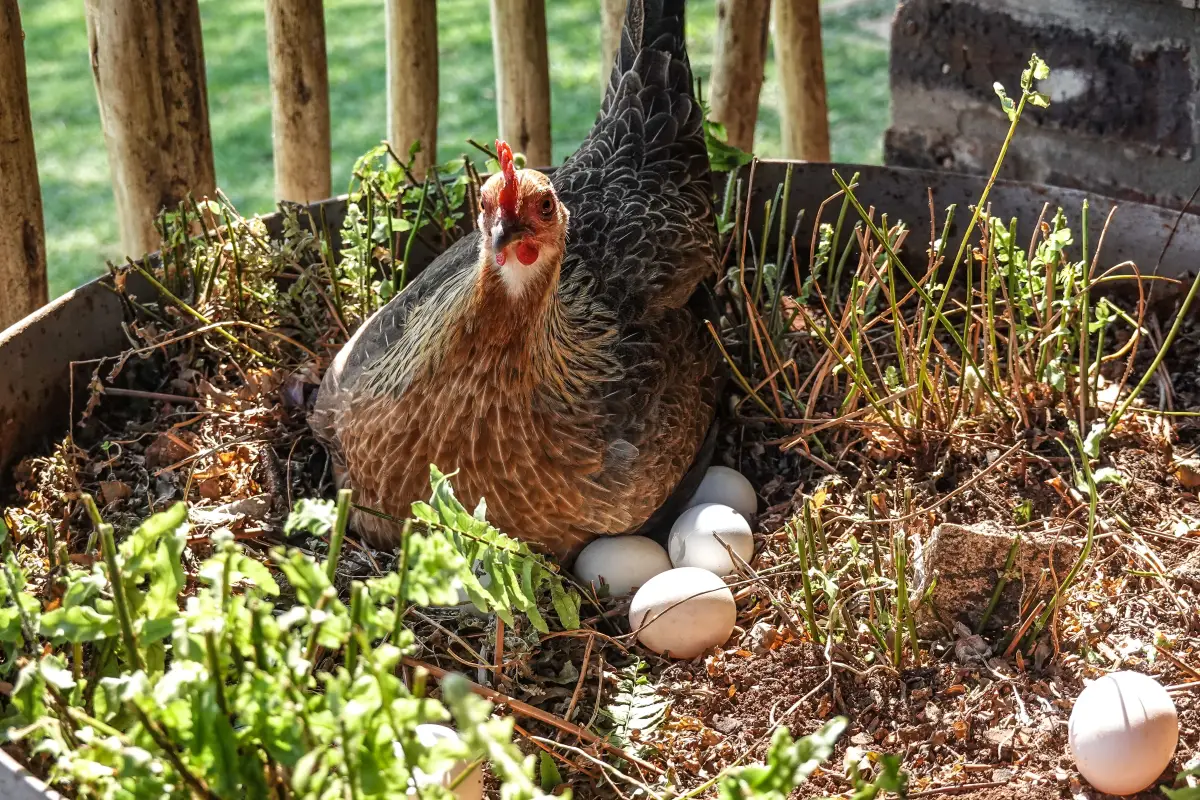 The Homemade Feed Mistake That Halts Egg Laying Overnight