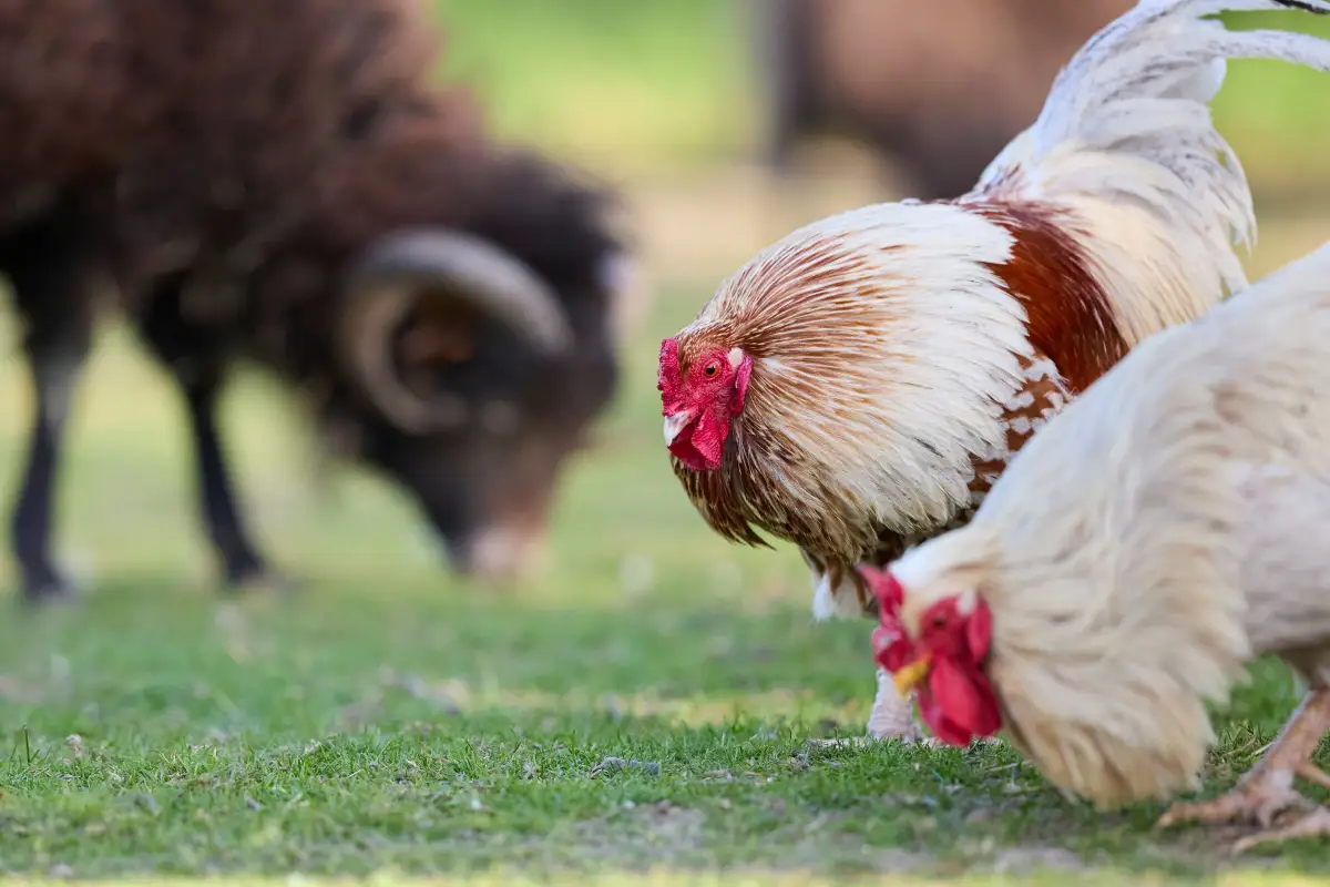 How to Beat Mite Resistance Without Harming Your Flock's Health
