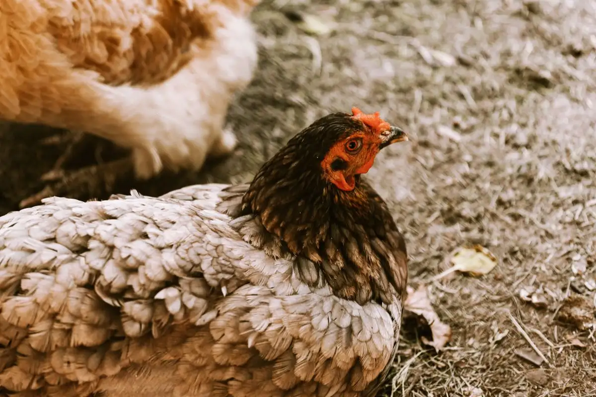 How to Build a Colorful Egg Basket with the Right Breeds