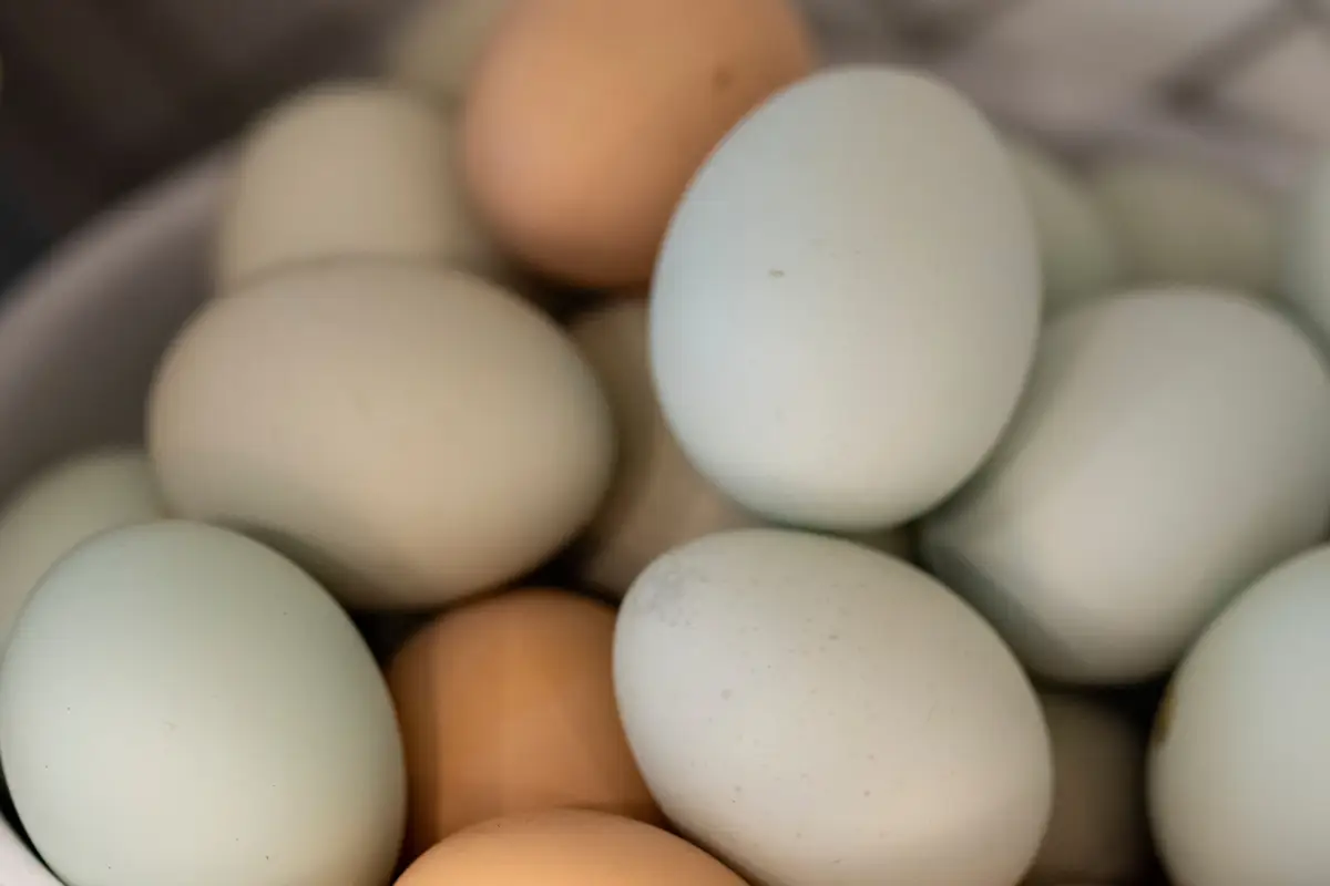 How to Get Every Egg Color You Want from Your Backyard Flock