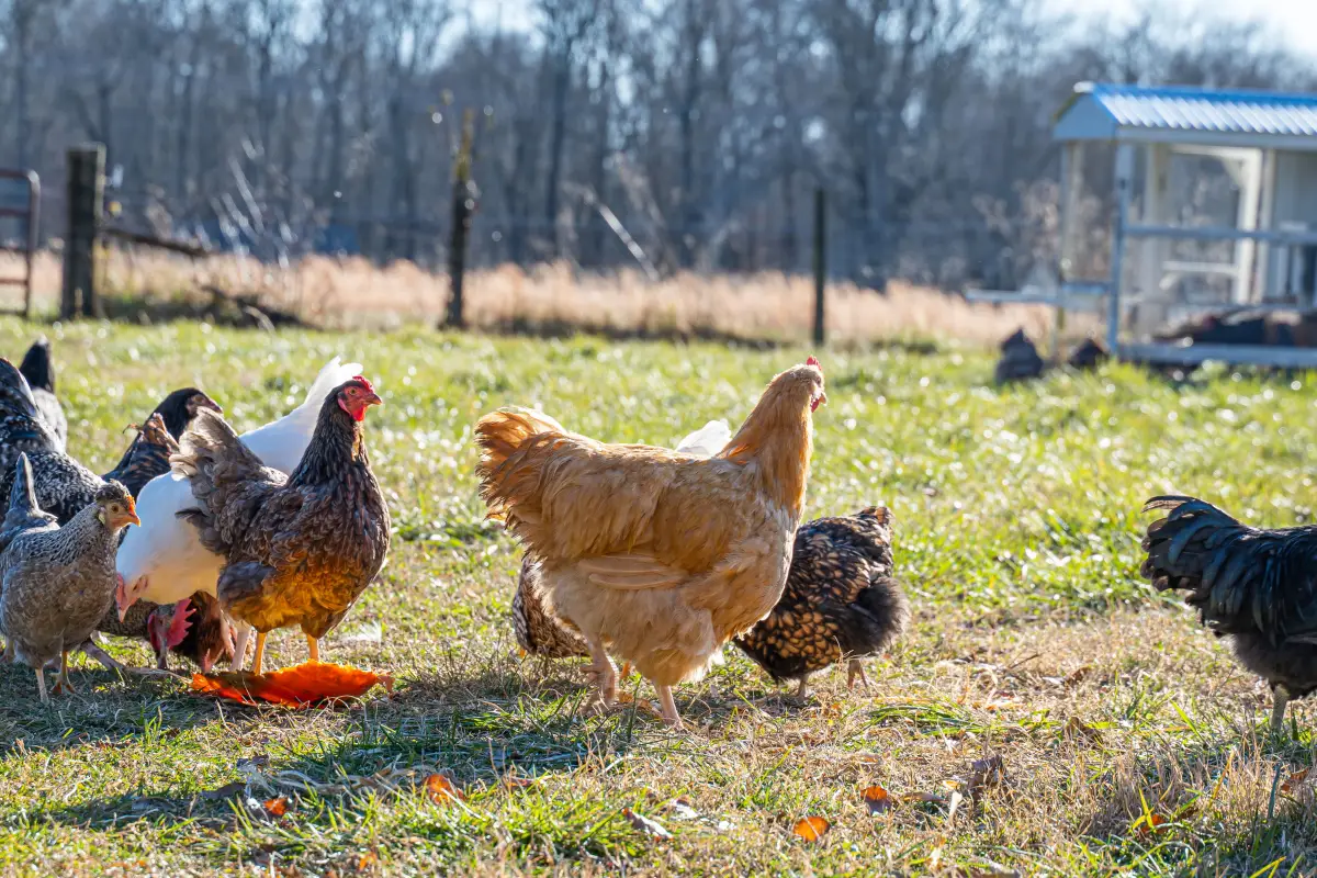 How to Get Your Town to Allow Hens, Even If They've Said No Before