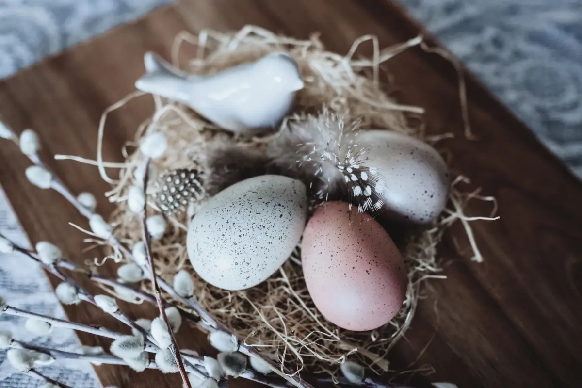How to Have Colorful Eggs and Quiet Birds in a 50-Sq-Ft Yard