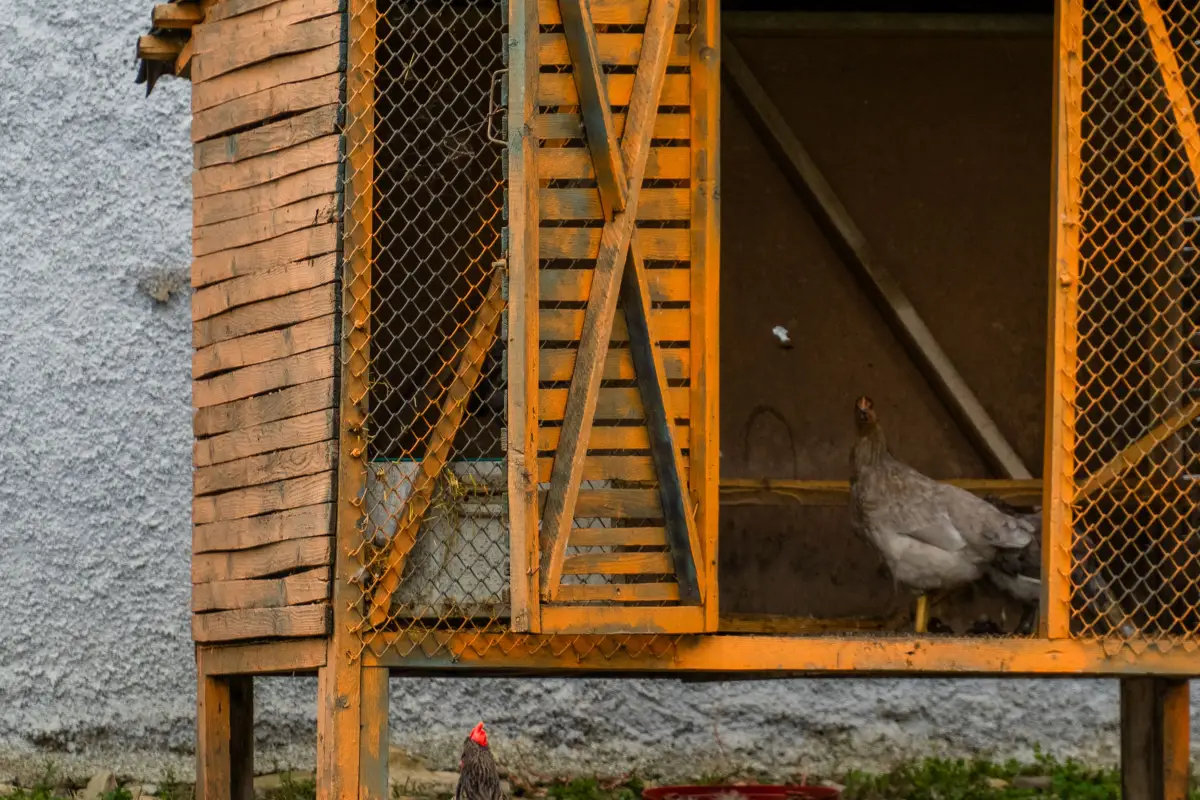 How to Keep Chickens Without Noise Complaints: A Practical Guide