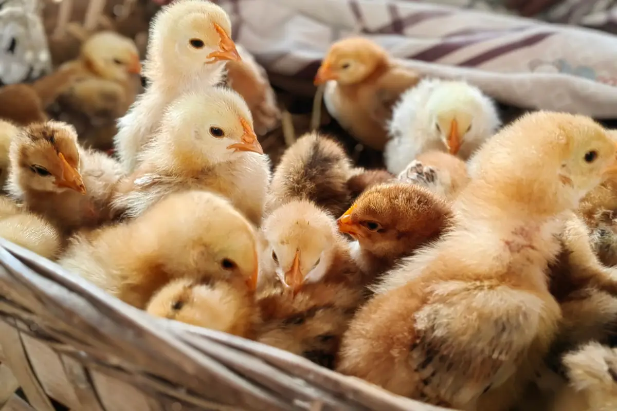 How Do I Raise Dual Purpose Chicks for Both Eggs and Meat?