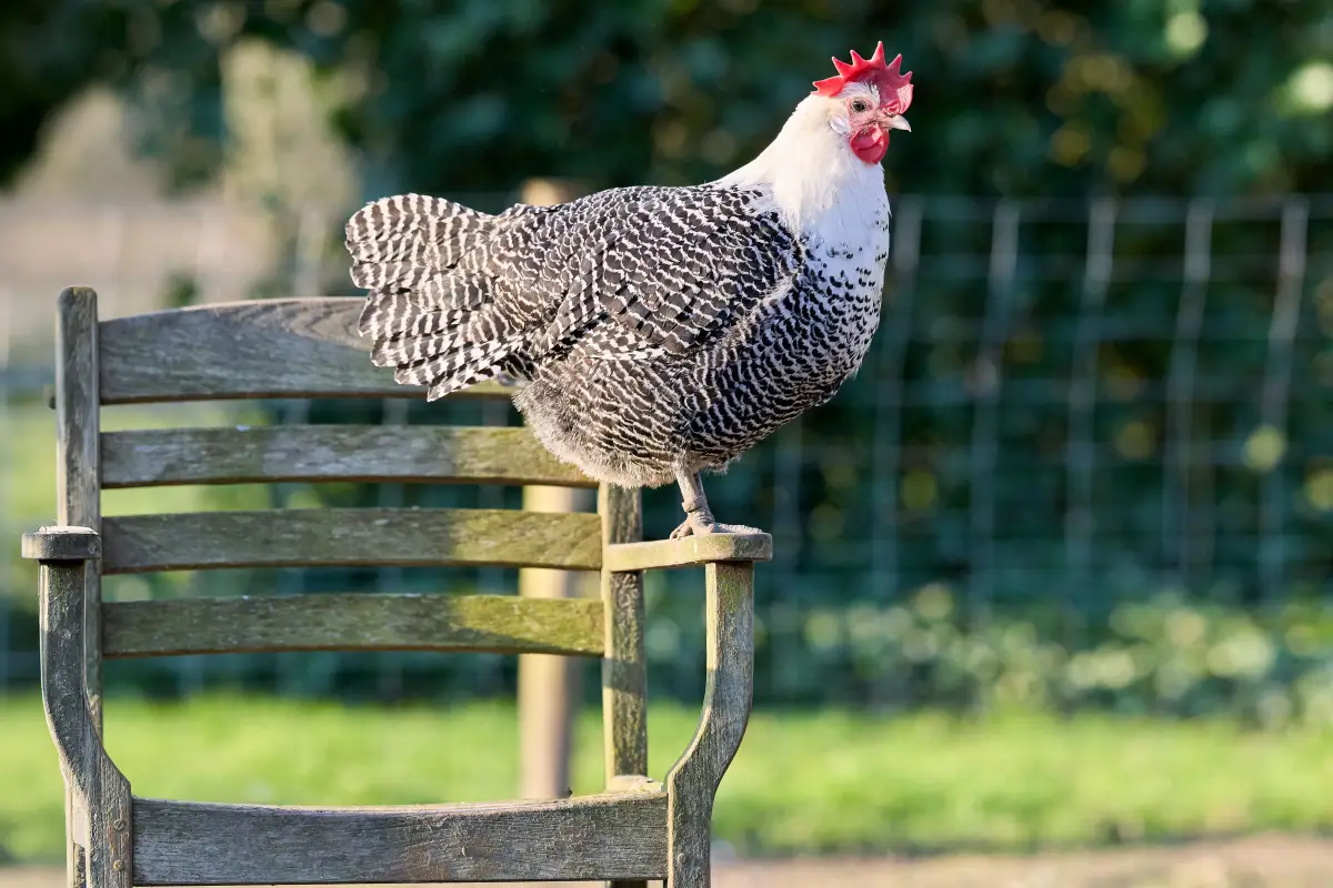 How to Successfully Appeal Your Chicken Ordinance Denial