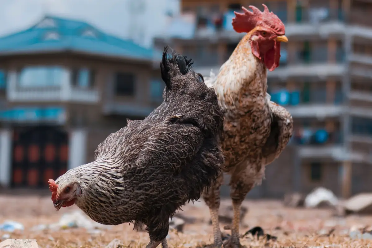 How Zoning Staff Actually Look Up Chicken Laws