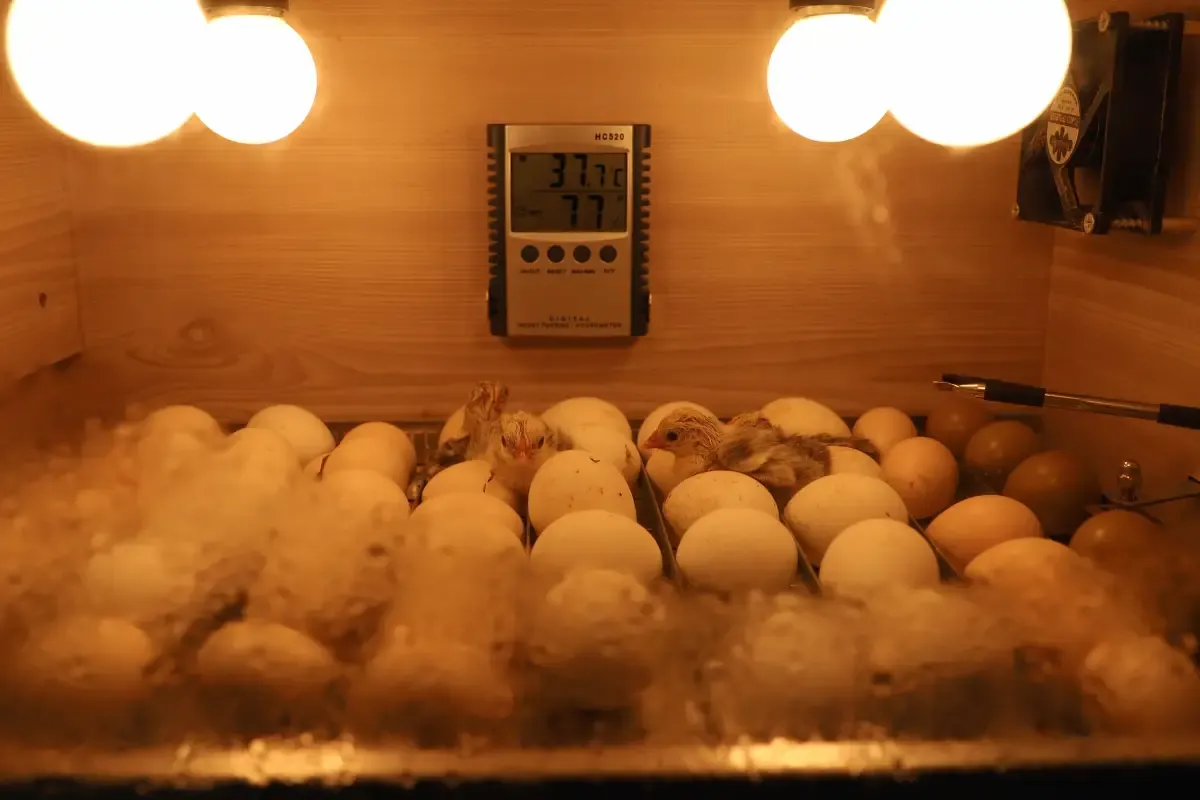 The Incubation Checklist a Poultry Specialist Uses
