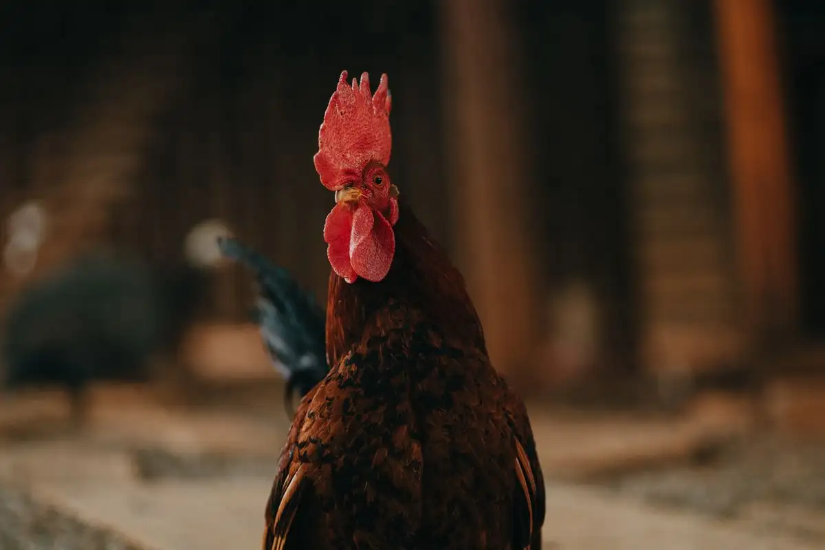 Match Breeds to Your Yard's Coldest Week and Hottest Afternoon