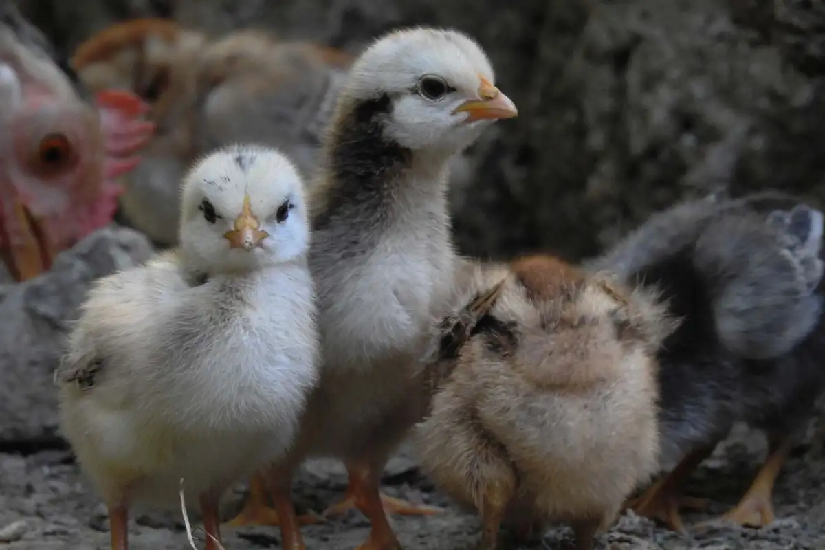 Before You Order Chicks, Measure 8 Square Feet Per Hen