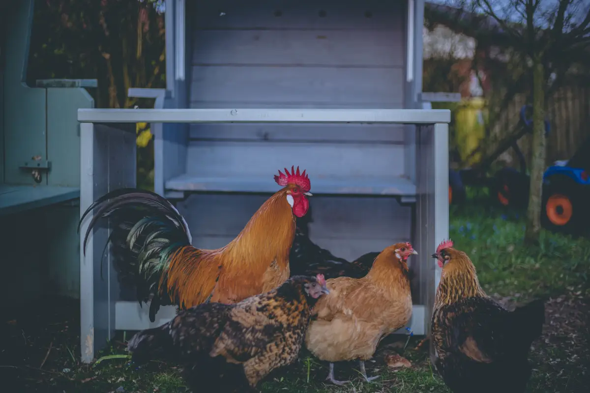 Neighbor Complaining About Your Chickens? Don’t Make This Mistake