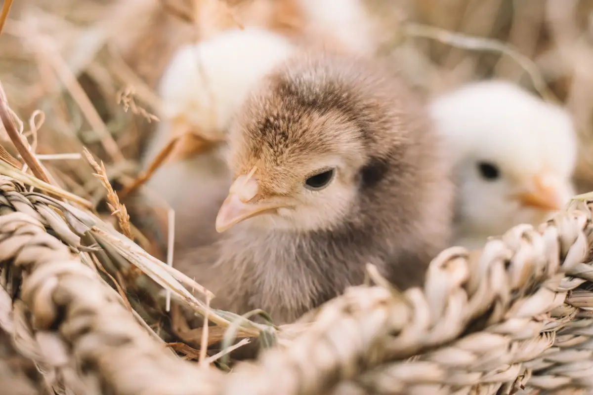 Nervous First-Timer? Integrate Chicks Peacefully — Here's How