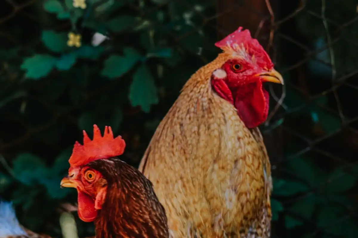 The Old Bloodlines Behind Heat Tolerant Chickens, from Minorca to Transylvania