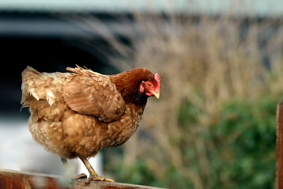 The One Place Most Owners Forget to Check for Chicken Illness