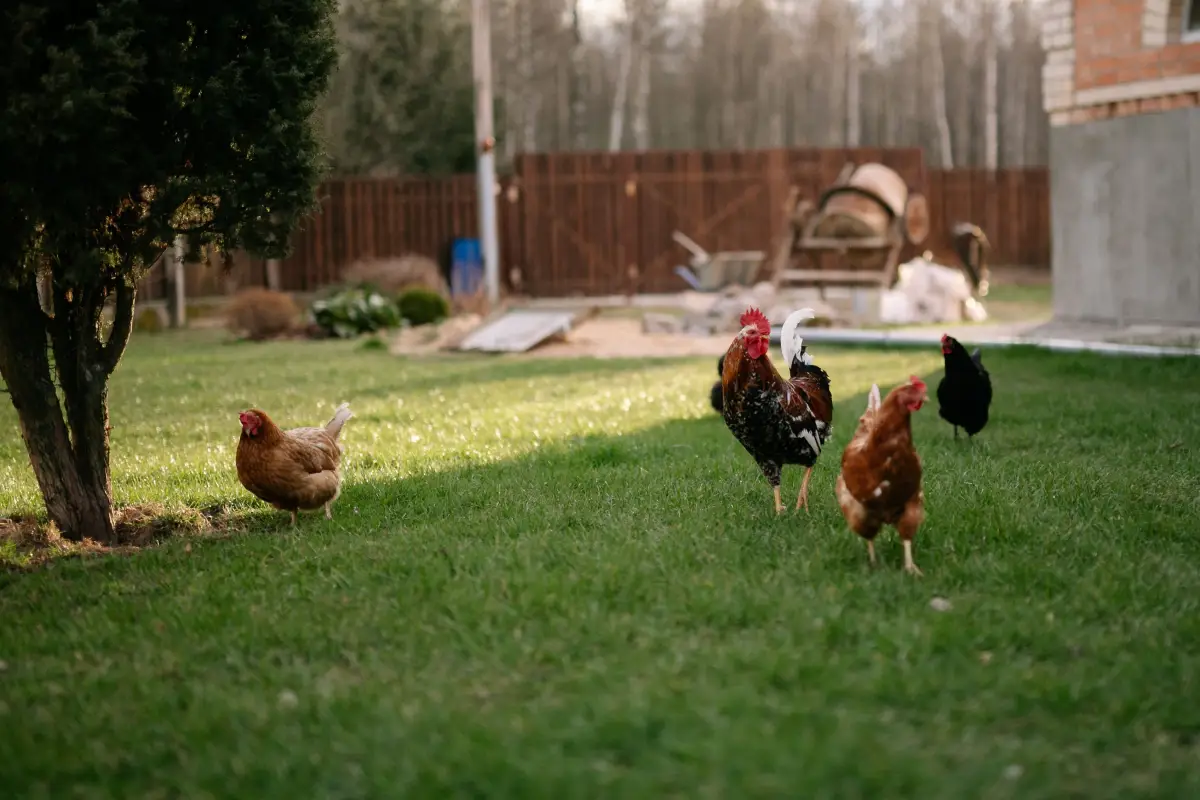 The Overlooked Step Before Choosing Chickens for Small Yards