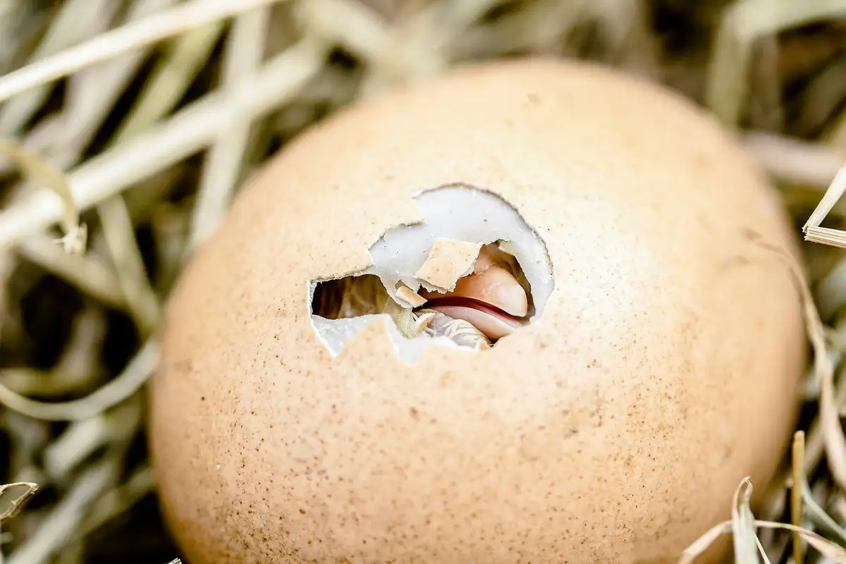 That Oversized Egg Is the Worst One You Could Set for Hatching