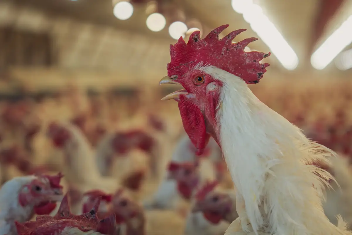 How to Overturn a Chicken Ban When You’re the Only Advocate
