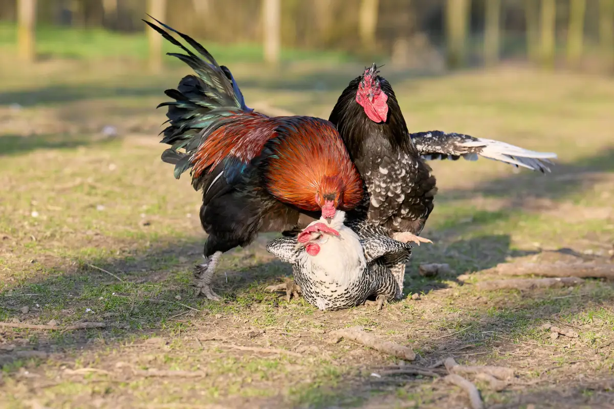 Pecking Order Myths: The Real Way Chickens Build Their Hierarchy