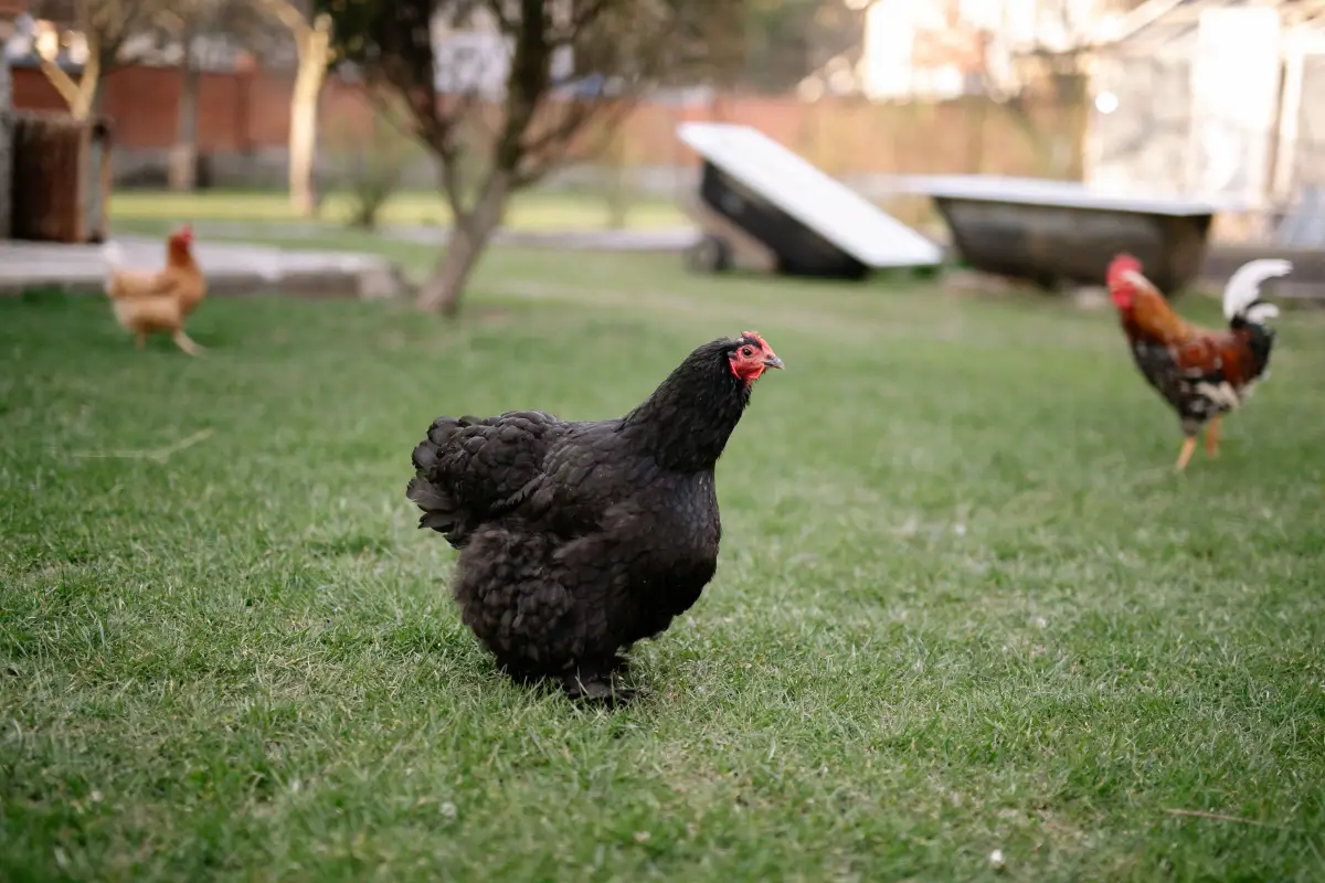 What Poultry Law Attorneys Wish You Knew Before Getting Chickens