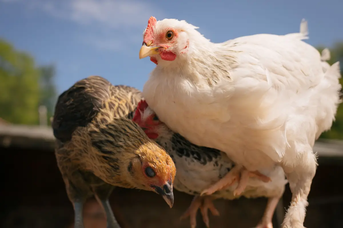 The Probiotic Strain Your Chickens Actually Need Isn't What You Think