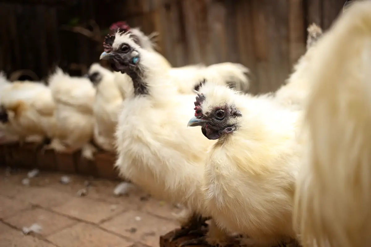 Quiet Chickens: The Breed Selection Matrix Extension Offices Trust