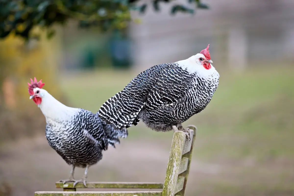 What Real Owners Say About the 5 Easiest Chicken Breeds