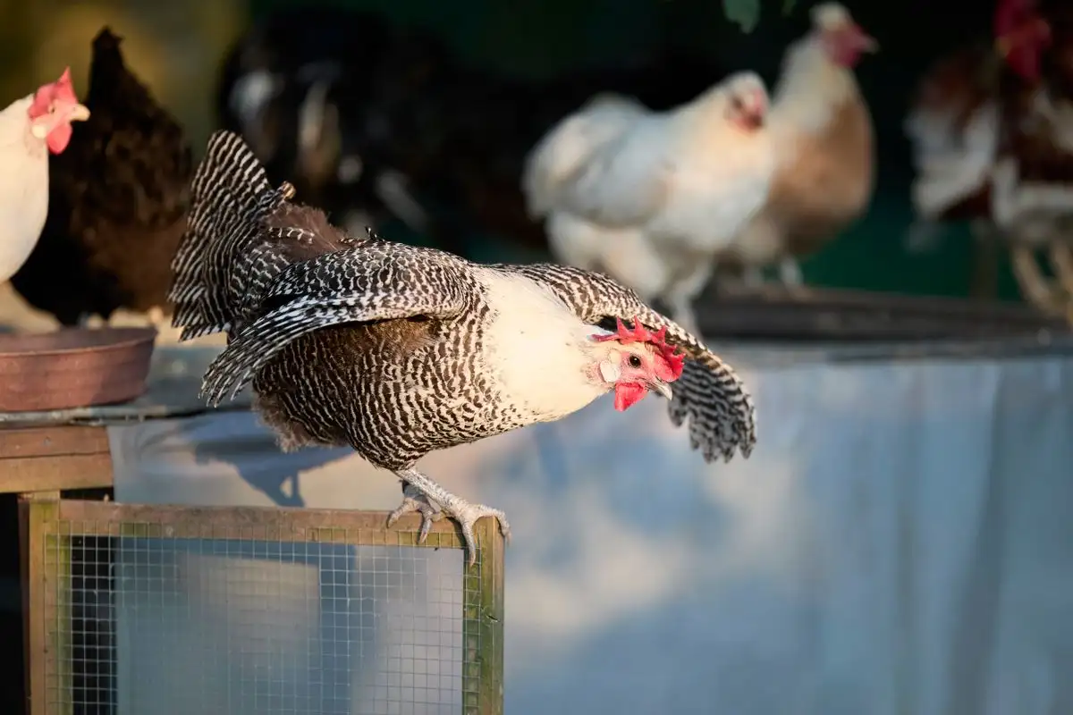 Sealing the Coop for Winter Is What Makes It Damp