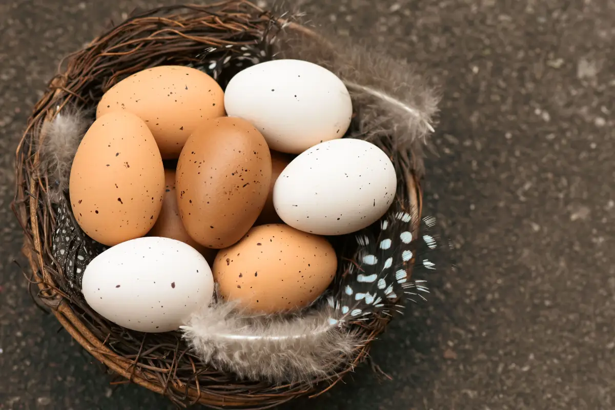 The Seasonal Flock Care Blind Spot Costing You Eggs