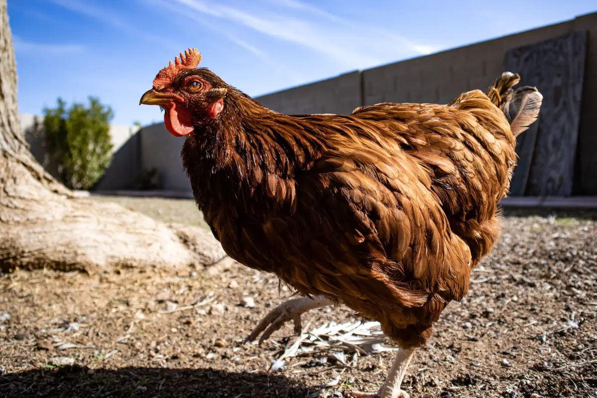 7 Poop Signs That Reveal Your Chicken’s Health Instantly