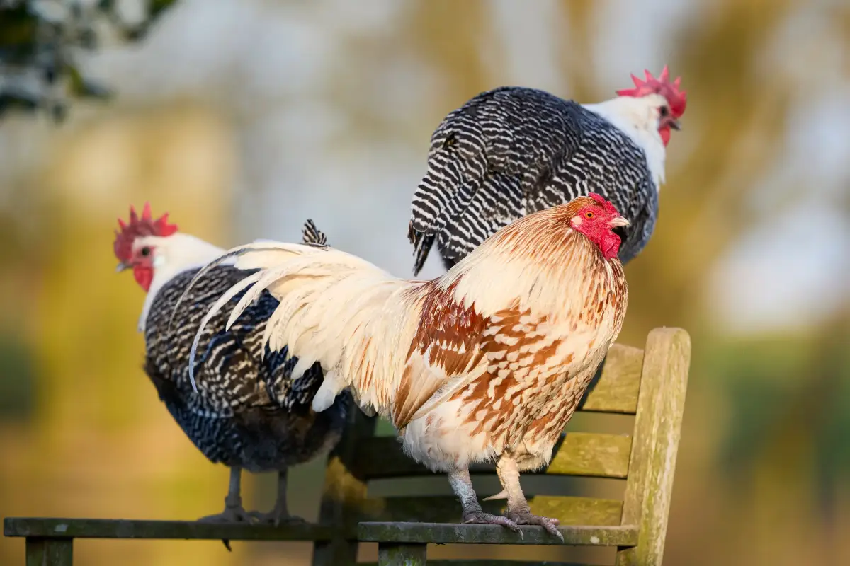 7 Quiet Chicken Breeds Backyard Owners Recommend