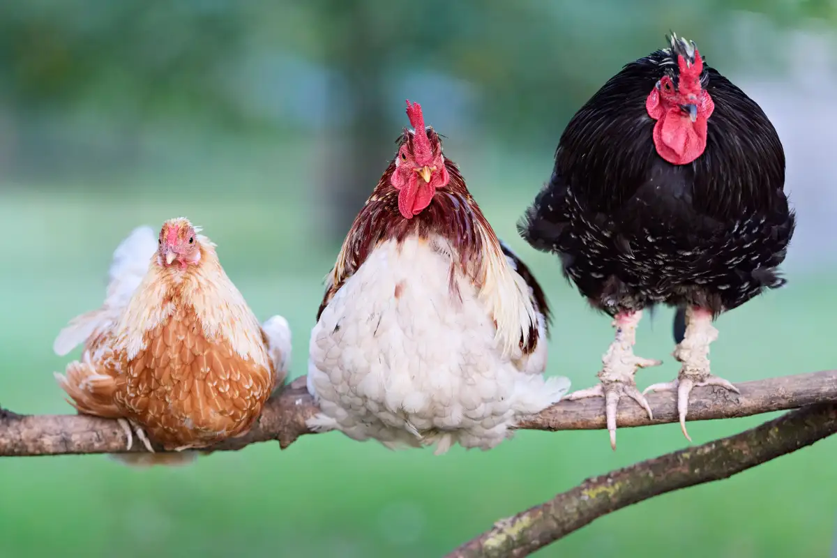 How to Shortlist Chicken Breeds for the Yard You Actually Have