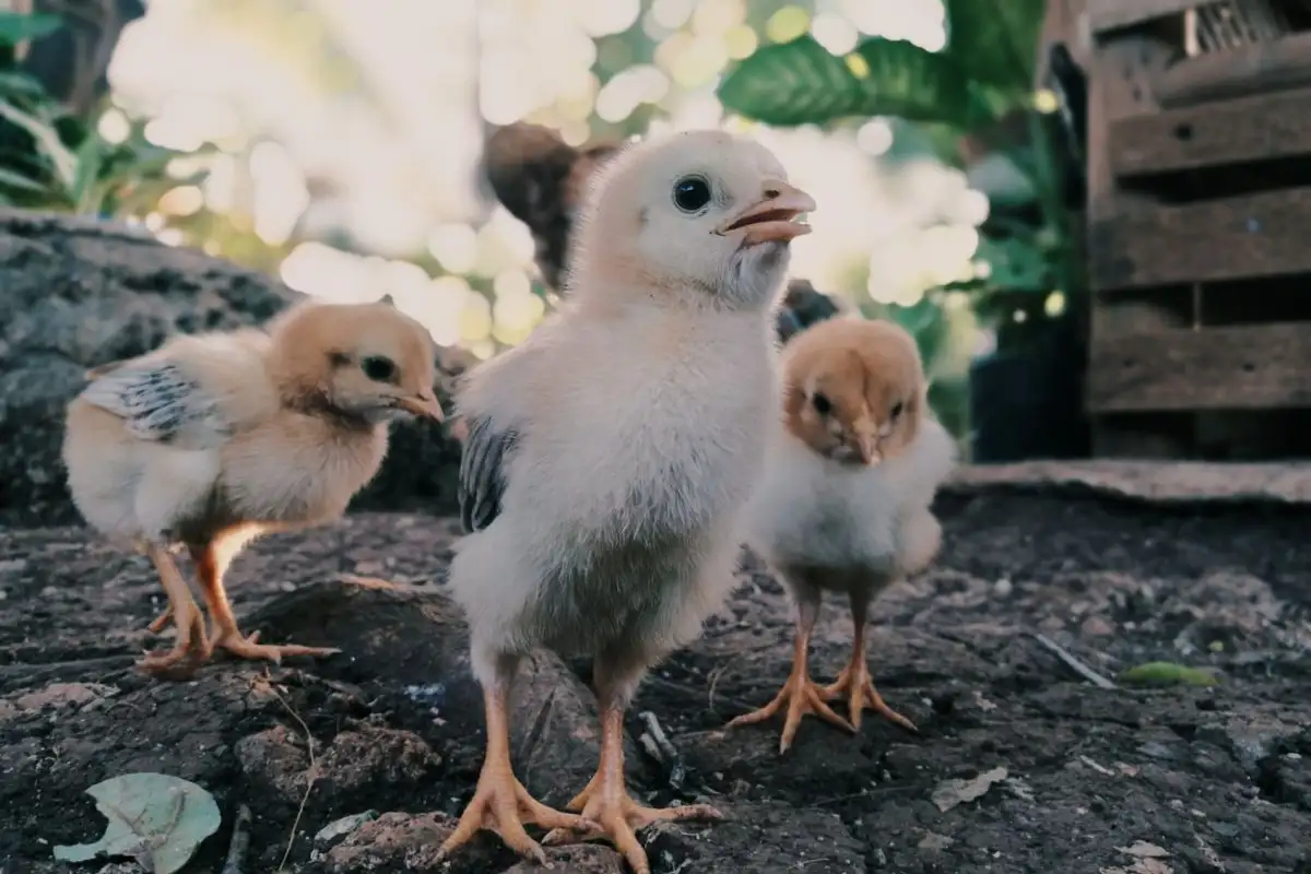 Six Chicks Outgrow a Standard Storage Tote by Week Three