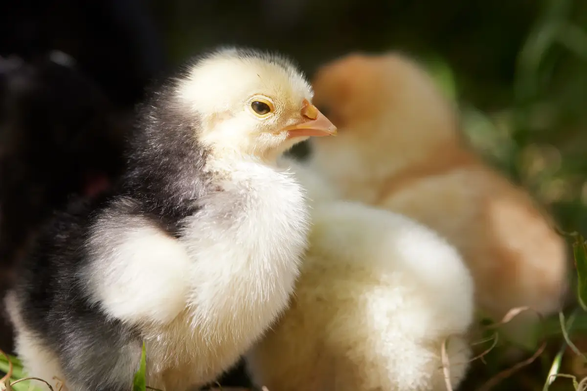 The 6-Week Milestone: When Chicks Are Finally Ready for Outdoors