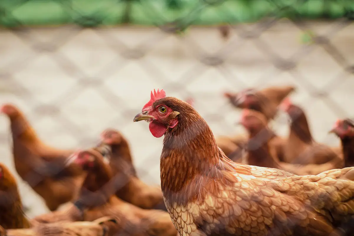 Skip the Run Apron? That $50 Save Could Cost Your Entire Flock