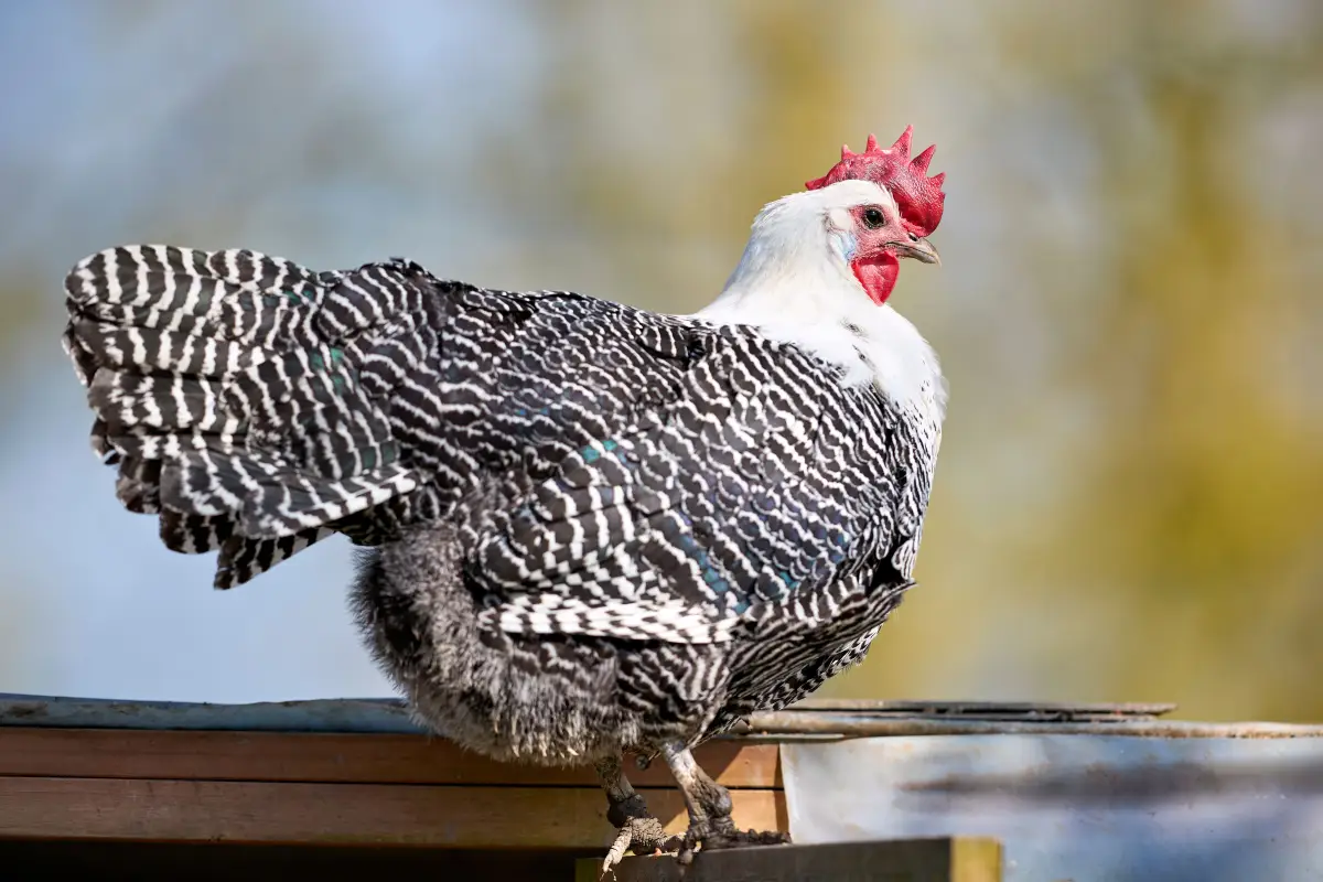 Small Yard? The Quiet, Docile Breeds Every Beginner Needs