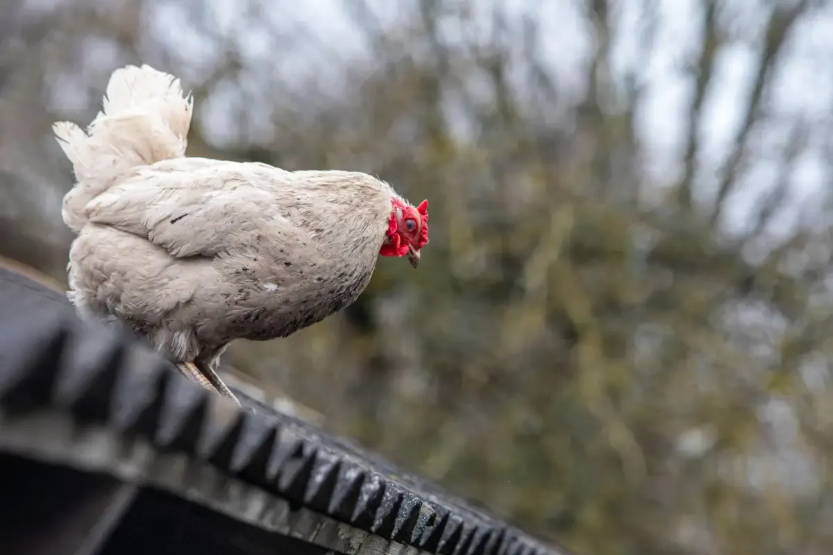 The Spool of Twine in Your Coop and 4 Other Hidden Disease Vectors