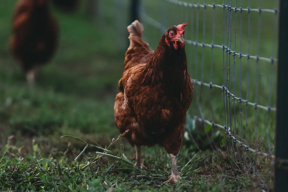 Square Feet Per Bird Is Not Enough — Your Run Layout Matters More