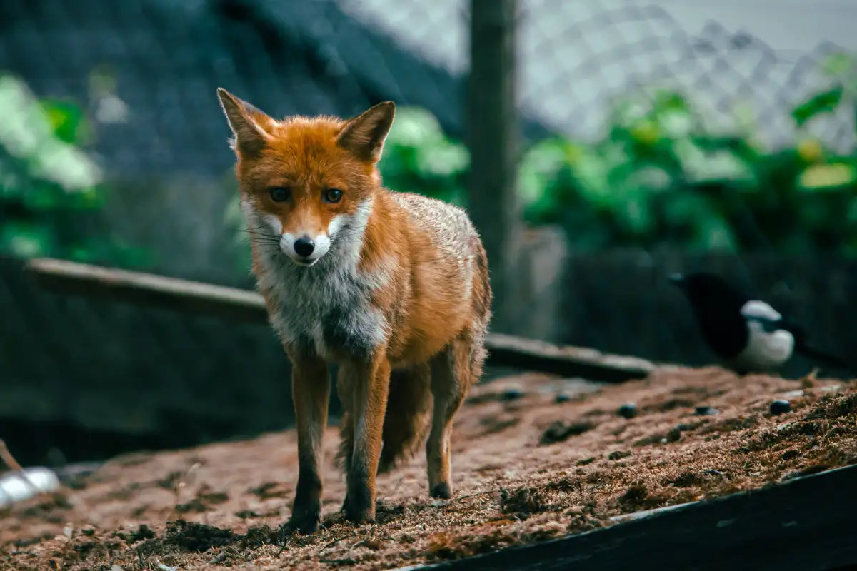 Stop Digging Predators Without Burying Wire