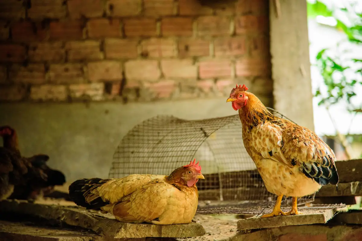 Stop Ignoring These 5 Early Signs Your Chicken Is Sick